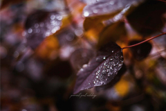 puneet-pal-rikhiy-travel-lifestyle-photographer-mahabaleshwar-india-11
